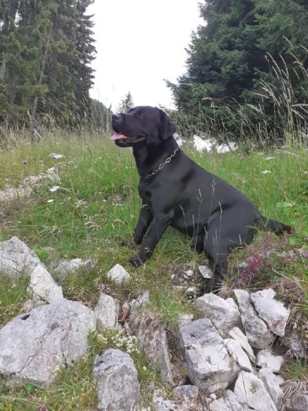 Labrador retriever 