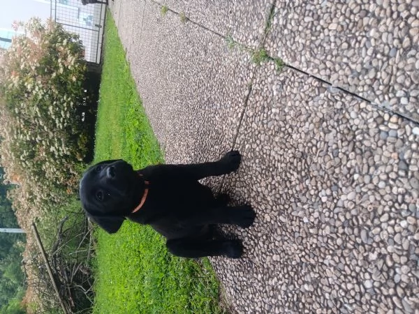 Labrador retriever  | Foto 0