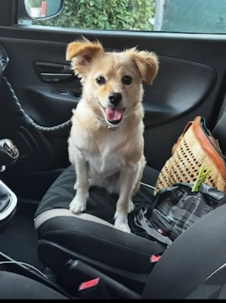 Cedesi cagnolina