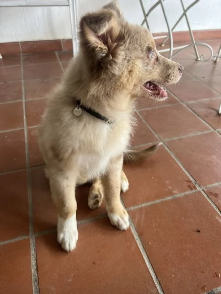 Vendita cucciolo pastore australiano 