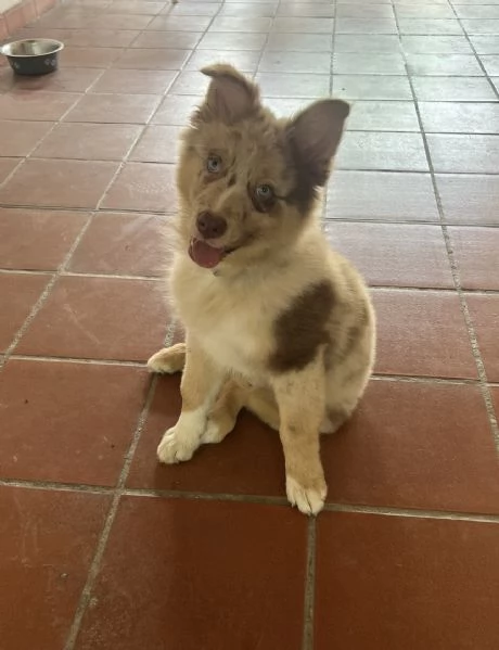 Vendita cucciolo pastore australiano  | Foto 0