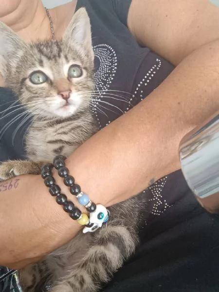 Adotta Oliver  | Foto 4