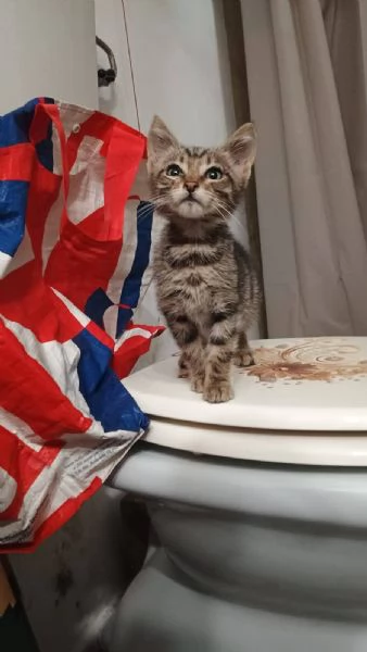 Adotta Oliver  | Foto 3
