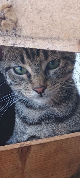 Adotta Oliver il micino con occhioni che rubano il  | Foto 6