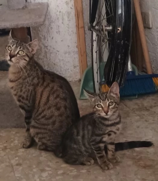 Adotta Oliver il micino con occhioni che rubano il  | Foto 3