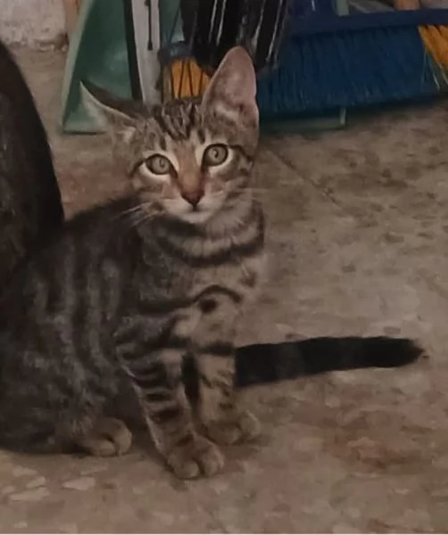 Adotta Oliver il micino con occhioni che rubano il  | Foto 2