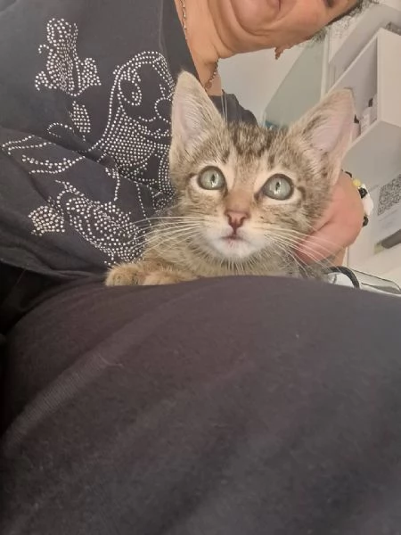Adotta Oliver  | Foto 0