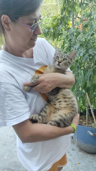 Adotta Chloe la micia dolce come una cucciola ma saggia come una mamma  | Foto 6