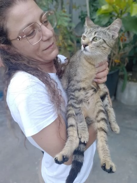 Adotta Chloe la micia dolce come una cucciola ma saggia come una mamma  | Foto 5