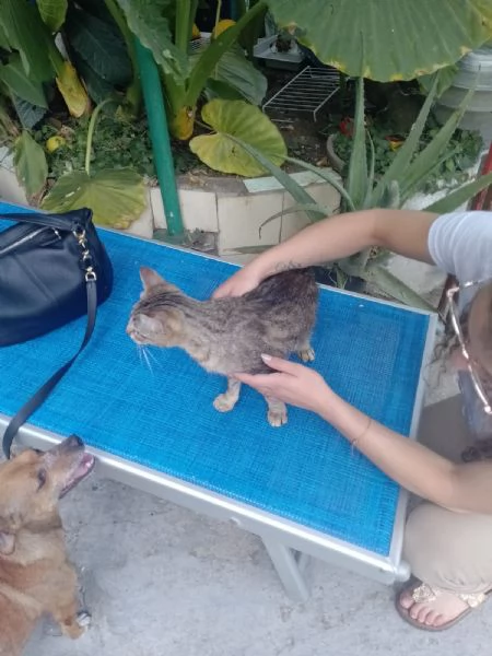 Adotta Chloe la micia dolce come una cucciola ma saggia come una mamma  | Foto 4