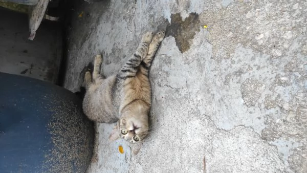 Adotta Chloe la micia dolce come una cucciola ma saggia come una mamma  | Foto 4