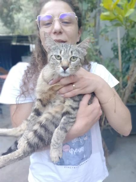 Adotta Chloe la micia dolce come una cucciola ma saggia come una mamma  | Foto 2