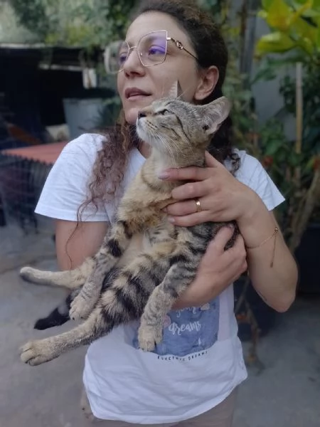 Adotta Chloe la micia dolce come una cucciola ma saggia come una mamma 