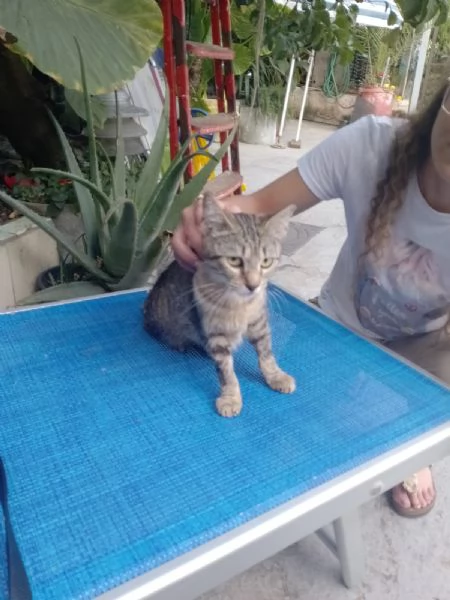 Adotta Chloe la micia dolce come una cucciola ma saggia come una mamma  | Foto 1
