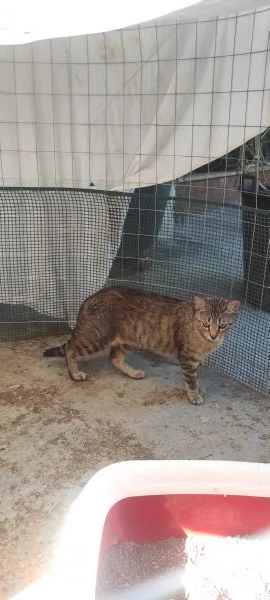 Adotta Chloe la micia dolce come una cucciola ma saggia come una mamma  | Foto 0