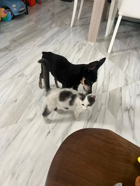 TINA LA GATTINA CERCA ADOZIONE  | Foto 5