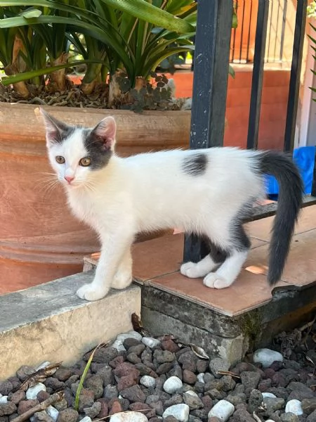 TINA LA GATTINA CERCA ADOZIONE  | Foto 4