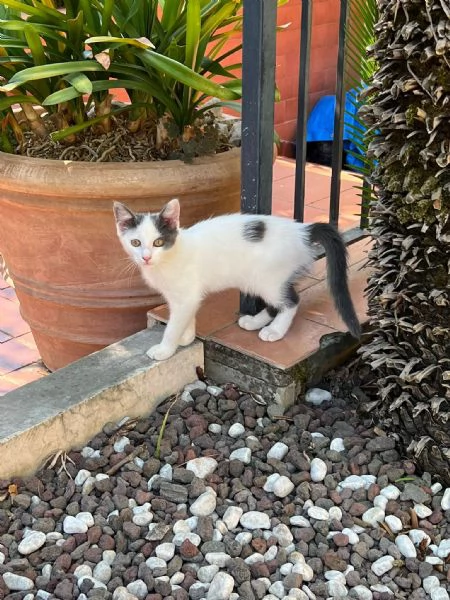 TINA LA GATTINA CERCA ADOZIONE  | Foto 3