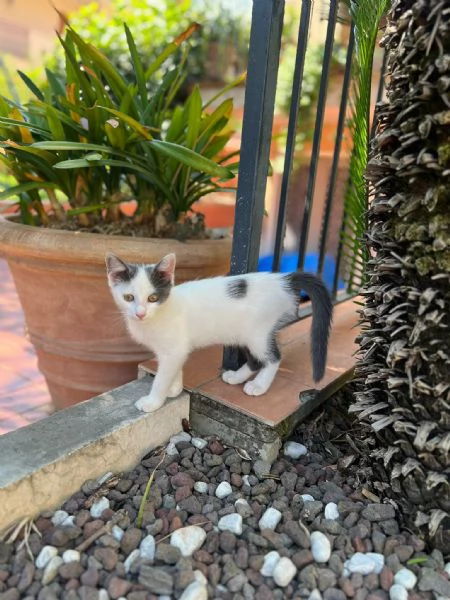 TINA LA GATTINA CERCA ADOZIONE  | Foto 2