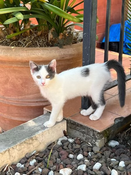 TINA LA GATTINA CERCA ADOZIONE 