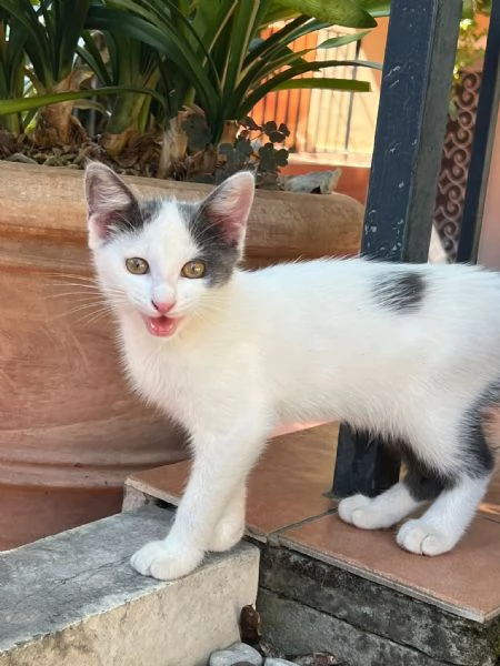 TINA LA GATTINA CERCA ADOZIONE  | Foto 1