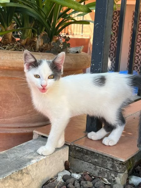 TINA LA GATTINA CERCA ADOZIONE  | Foto 0