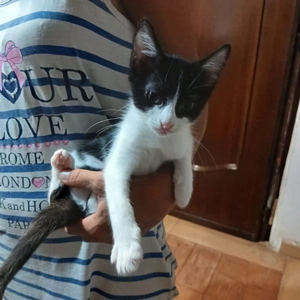 Due fratellini Hnsel e Gretel cercano adozione | Foto 0