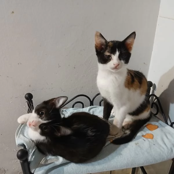 Due fratellini Hnsel e Gretel cercano adozione