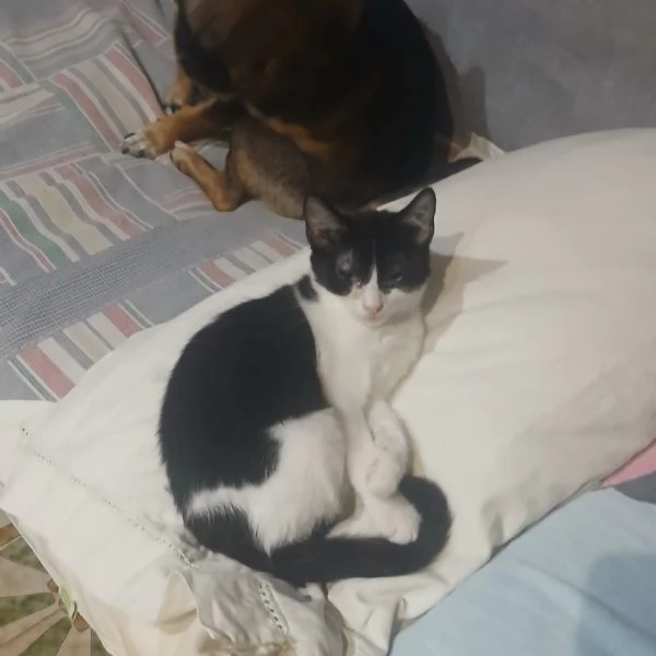 SOS lo stallo sta per finire Hnsel e Gretel cercano adozione | Foto 1