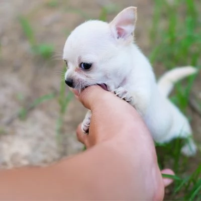 Maschio e femmina Chihuahua disponibili per ladozione