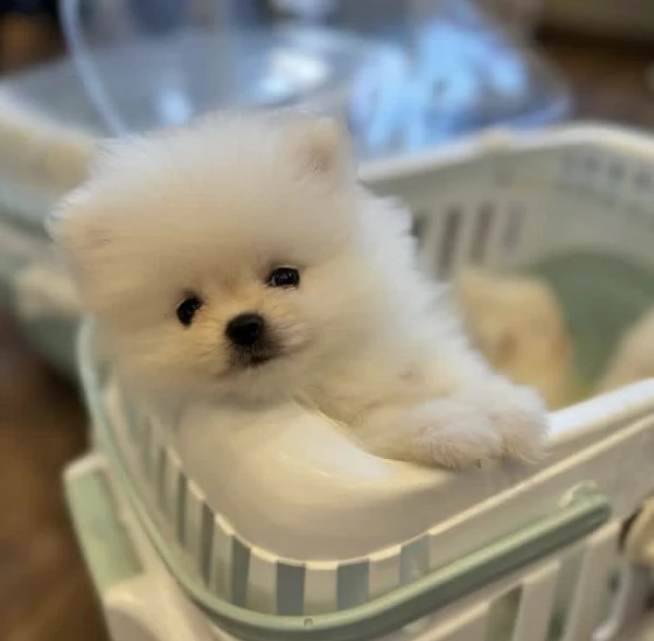 Cucciolo di Pomerania Toy maschio e femmina | Foto 2