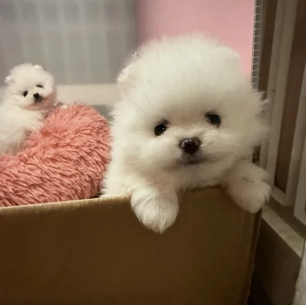 Cuccioli di Volpino Pomerania in cerca di adozione | Foto 3