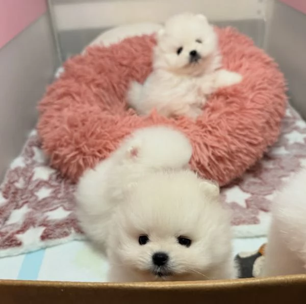 Cuccioli di Volpino Pomerania in cerca di adozione | Foto 1
