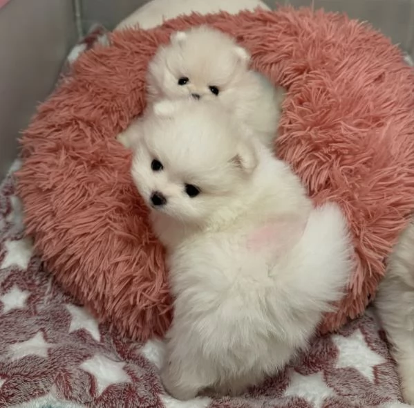 Cuccioli di Volpino Pomerania in cerca di adozione