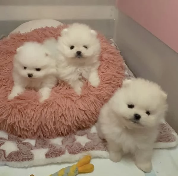 Cuccioli di Volpino Pomerania in cerca di adozione | Foto 0