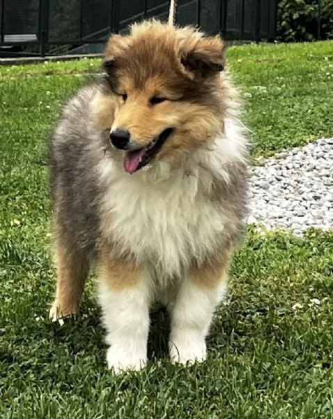 Cuccioli pastore scozzese collies