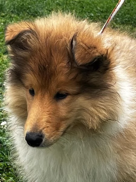 Cuccioli pastore scozzese collies | Foto 2