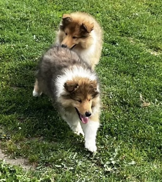 Cuccioli pastore scozzese collies | Foto 1