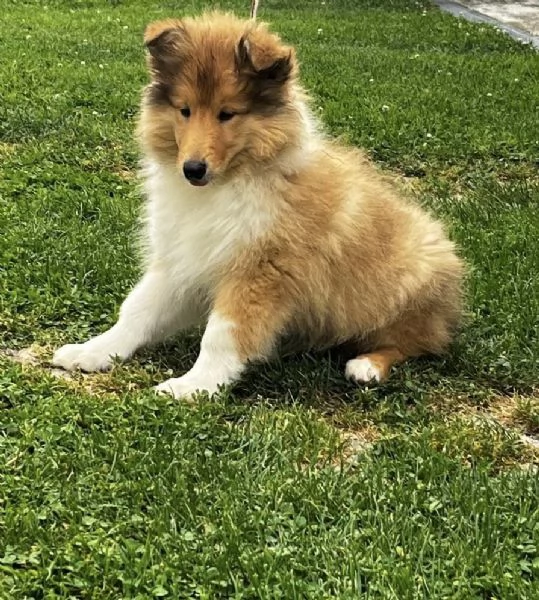 Cuccioli pastore scozzese collies | Foto 0