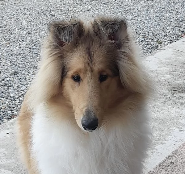 Cuccioli pastore scozzese collies | Foto 0