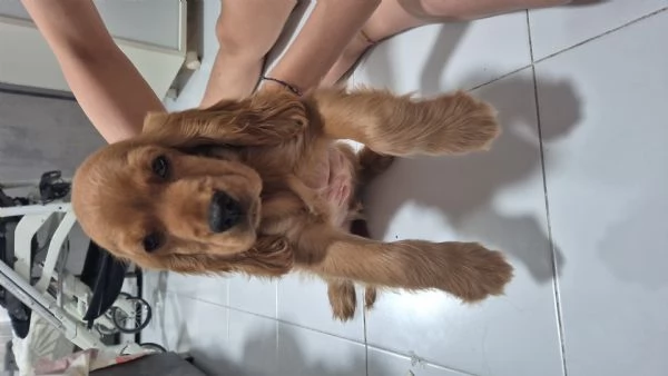 Cocker spaniel inglese