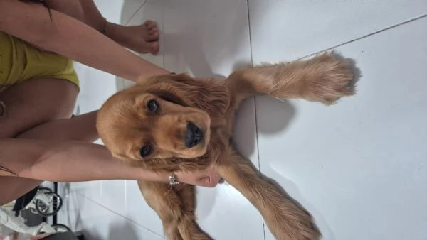 Cocker spaniel inglese | Foto 0