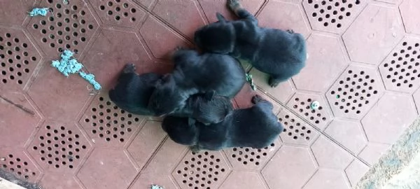 Cuccioli di deutsch jagd terrier   vendo 