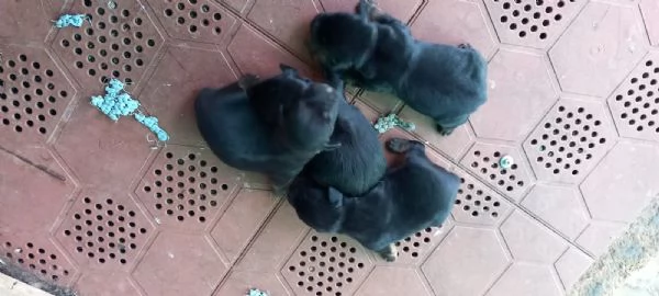 Cuccioli di deutsch jagd terrier   vendo  | Foto 1