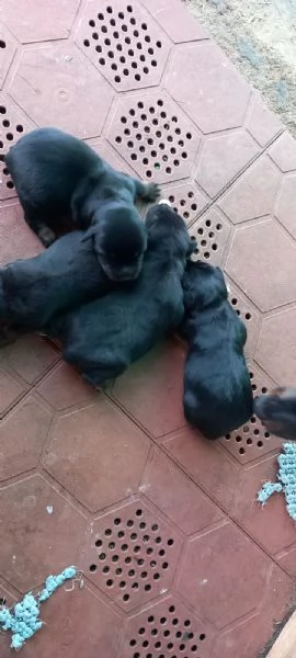 Cuccioli di deutsch jagd terrier   vendo  | Foto 0