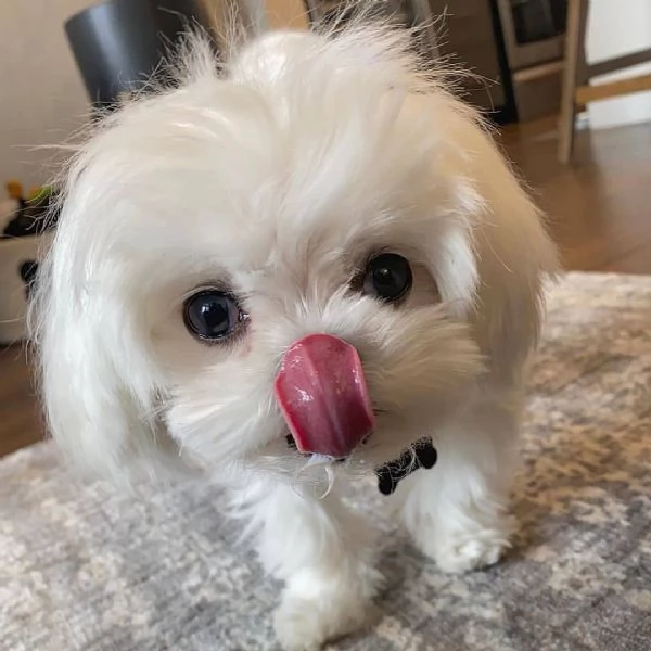 Cuccioli maltesi 12 settimane