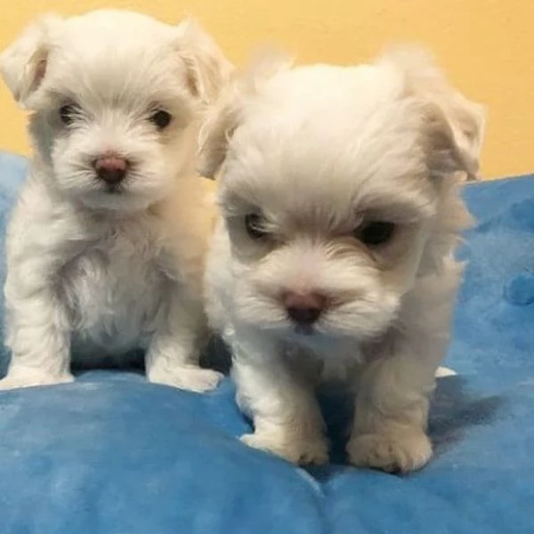 Cuccioletto di maltese mini toy 