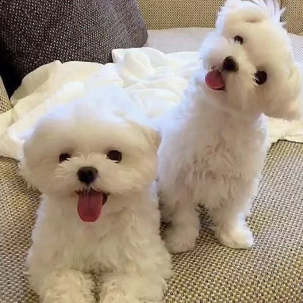 Maltese toy cuccioli 