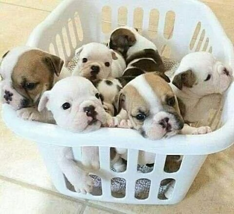 Bulldog inglese sano in vendita