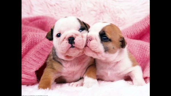 Bulldog inglese sano in vendita | Foto 0